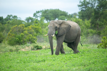 Fototapeta premium A breeding herd of elephant out in the open feeding in a clearing of short grass. 