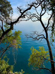 Tree trunks and branches with leaves on the azure water background