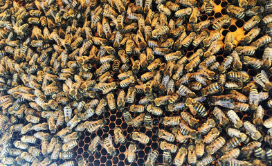 Abstract hexagon structure is honeycomb from bee hive filled with golden honey