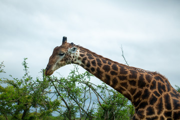 Giraffe bull feeding in the tops of the tree's. 