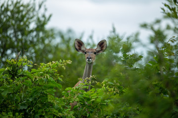 Female kudu's feeding in the summer bush. 