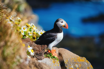 Puffin in the Iceland. Seabirds on sheer cliffs. Birds on the Westfjord in the Iceland. Composition with wild animals. Bird - image