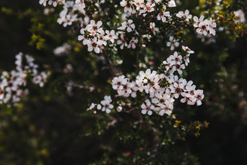 bush of tea tree plant with white flowers