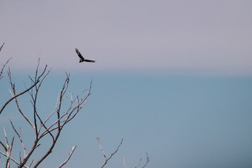 eagle flying free in the sky in Tasmania