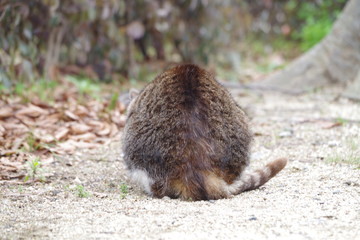 hedgehog in forest