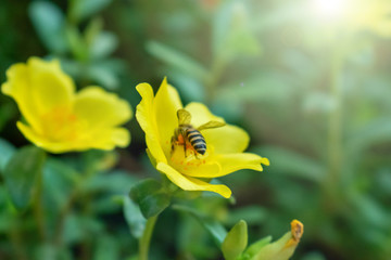 Close up of a striped bee collecting pollen on a yellow flower