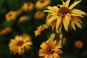 Słoneczniki © Krzysztof