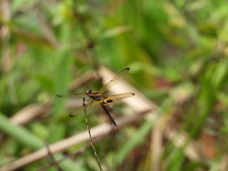 dragonfly on leaf