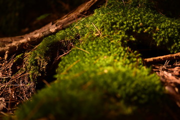 苔の森