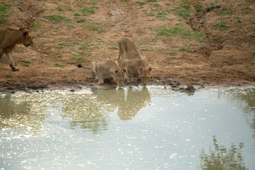 A pride of lions coming down to water to drink followed by a rest under the shad of some trees. 
