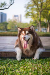 Alaskan dog on the grass in the park