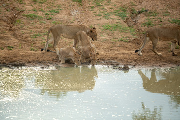 A pride of lions coming down to water to drink followed by a rest under the shad of some trees. 