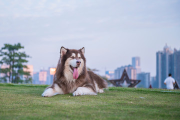 Alaskan dog on the grass in the park