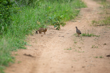 A slender mongoose stalking some crested francolins with their youngsters