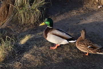 ducks on the lake in winter