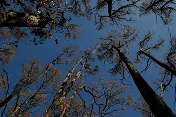 Aftermath of King Lake fires. Looking To the Sky