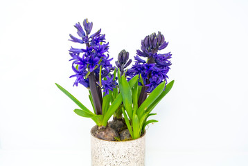 Naklejka na ściany i meble Blue purple Hyacinth flowers with white background