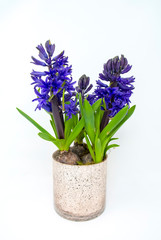Blue purple Hyacinth flowers with white background