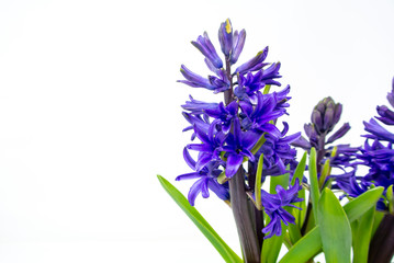 Blue purple Hyacinth flowers with white background
