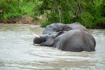 Fototapeta premium A herd of elephants having a swim early on an overcast afternoon.