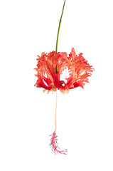 Pink Hibiscus schizopetalus flowers isolated on white background © Rahul