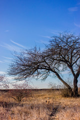 Old tree against blue sky background. Dry grass, bushes, wild rose and a sunny autumn day.