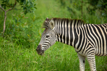 Fototapeta na wymiar Zebra foaling the green of summer in the bushveld on a safari.