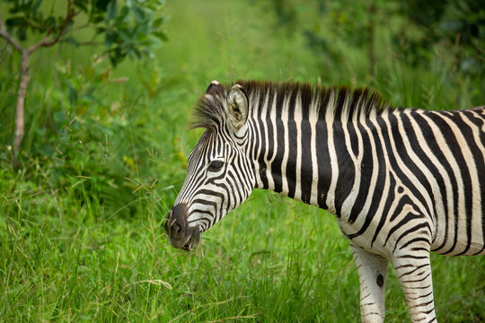Zebra foaling the green of summer in the bushveld on a safari.