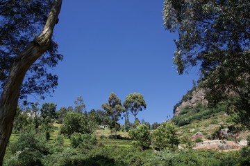 View point and green trees with blue sky and tea garden 