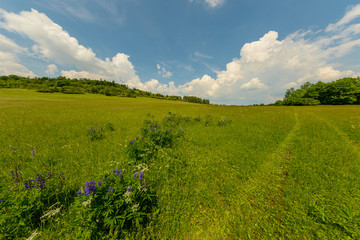 trails in grass on meadow with trees in distance and blue sky with clouds