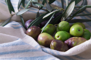 olives with branch on the table