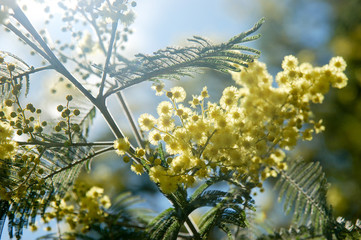 Fleurs de mimosa