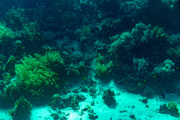 Fototapeta na wymiar A thriving,healthy coral reef covered in hard corals, soft coral with abundant fish life. toned