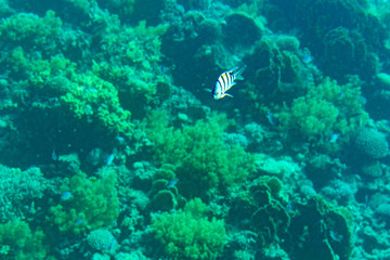A thriving,healthy coral reef covered in hard corals, soft coral with abundant fish life. toned