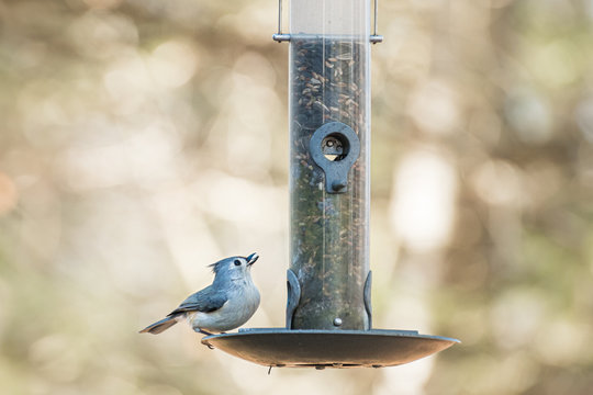 Tufted titmouse eating seeds at a feeder