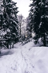 The snowy mountains, the forest and the nature of the Alps during a winter day near the town of Ardesio, Italy - December 2019.