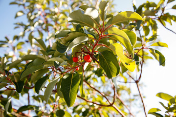 Arbutus fruit in the tree in sun light among green leaves. Fresh ripe arbutus berries concept. 