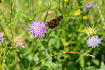 Butterfly on a purple flower on the field. close up
