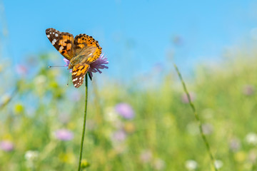 Butterfly on a flower in a field. Butterfly On Grass Field With Warm Light