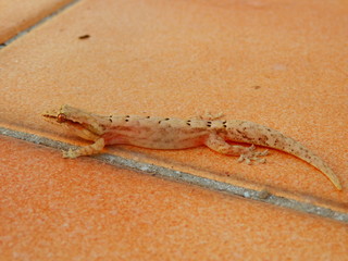 Petit Gecko Guadeloupe
