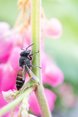 Honey Bee on pink Flower, Close Up Macro