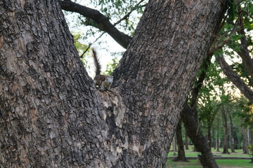 Obraz premium Brown squirrels climb on trees in the park.