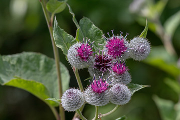 Cotton Burdock / Arctium tomentosum / under natural growth conditions on a blurred green grass background. Selective focus. A broad spectrum valuable medicinal plant. European ginseng.