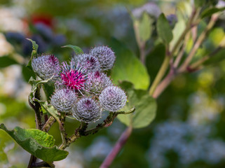 Cotton Burdock / Arctium tomentosum / under natural growth conditions on a blurred green grass background. Selective focus. A broad spectrum valuable medicinal plant. European ginseng.