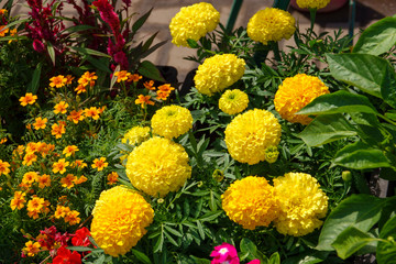 Flower arrangement of different varieties of Tagetes. Yellow petals, green leaves and stems.