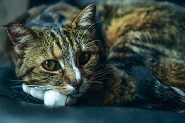 Cat is resting in the room on the couch.