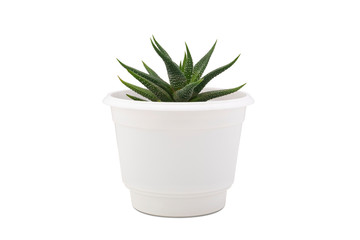 Small cactus isolated on white background. Succulents and aloe in colorful white pot.
