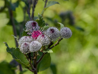 Cotton Burdock / Arctium tomentosum / under natural growth conditions on a blurred green grass background. Selective focus. A broad spectrum valuable medicinal plant. European ginseng.