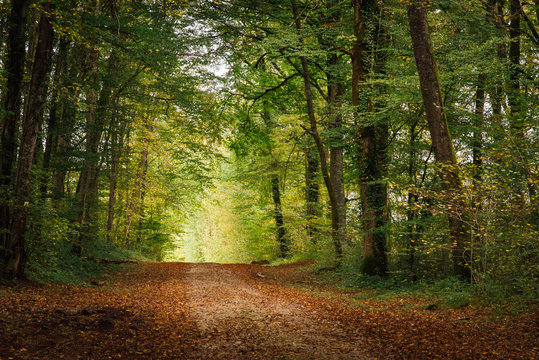 un chemin dans une for&ecirc;t en automne avec une perspective et la lumi&egrave;re au bout du chemin