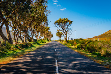 road in the forest